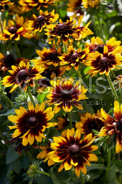 Rudbeckia hirta Rudy Mini Yellow Black Rudbeckia hirta Rudy Mini Yellow Black