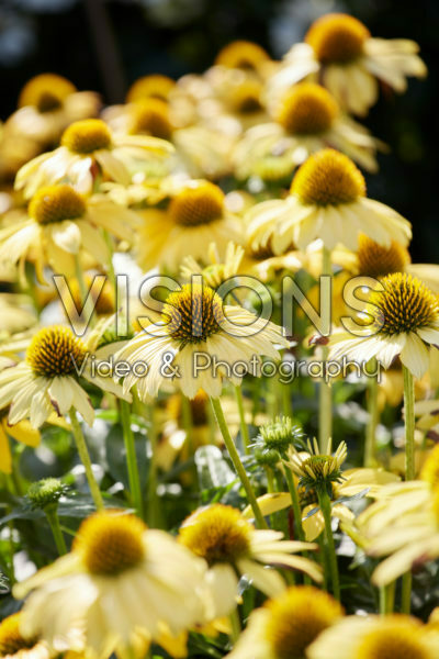 Echinacea Sombrero Poco Yellow Echinacea Sombrero Poco Yellow
