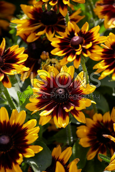 Rudbeckia hirta Rudy Mini Yellow Black