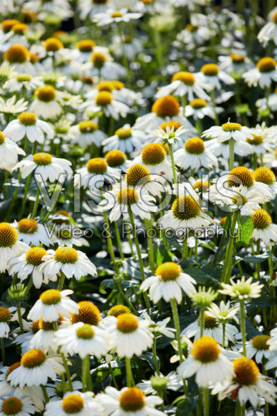 Echinacea purpurea Powwow White Echinacea purpurea Powwow White