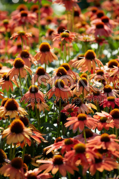 Echinacea Lakota™ Orange Echinacea Lakota™ Orange