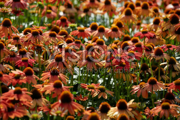 Echinacea Lakota™ Orange Echinacea Lakota™ Orange