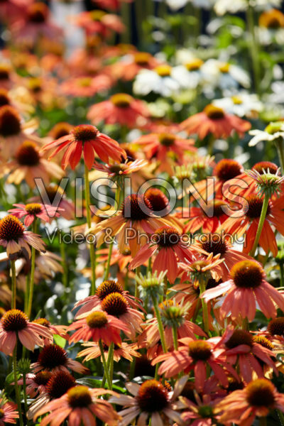 Echinacea Lakota™ Orange Echinacea Lakota™ Orange