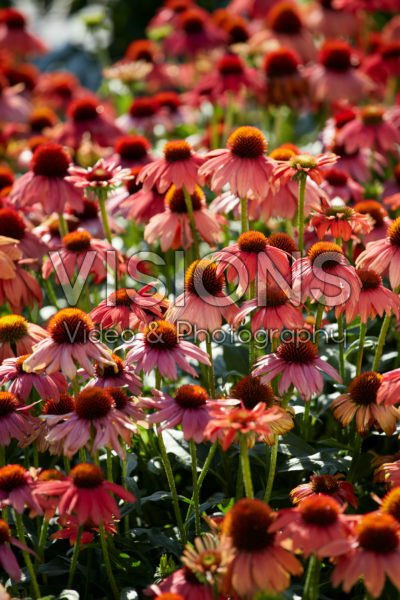 Echinacea Lakota™ Red Echinacea Lakota™ Red