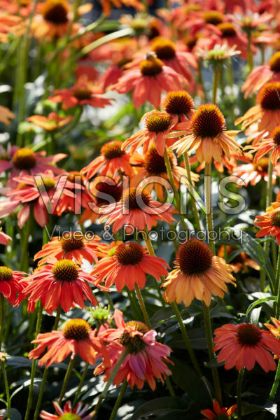 Echinacea Lakota™ Orange Echinacea Lakota™ Orange