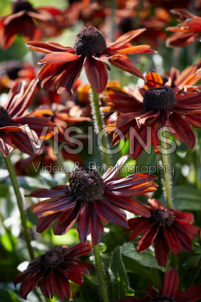 Rudbeckia Summerina™ Pumpernickel Rudbeckia Summerina™ Pumpernickel