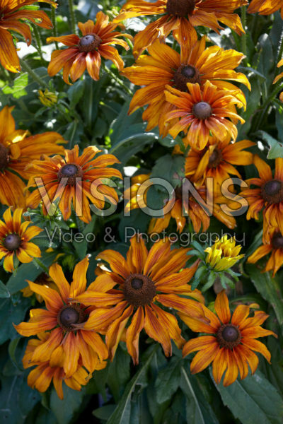 Rudbeckia Summerina™ Butterscotch Biscuit® Rudbeckia Summerina™ Butterscotch Biscuit®
