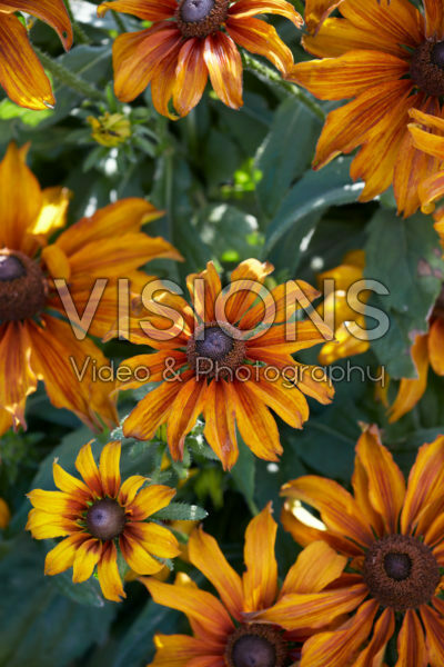Rudbeckia Summerina™ Butterscotch Biscuit® Rudbeckia Summerina™ Butterscotch Biscuit®