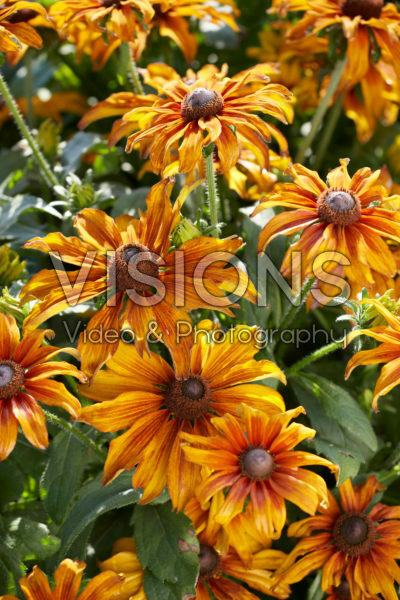 Rudbeckia Summerina™ Butterscotch Biscuit® Rudbeckia Summerina™ Butterscotch Biscuit®