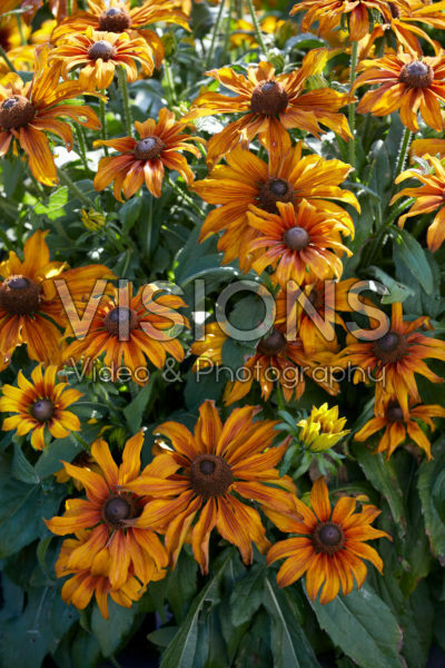 Rudbeckia Summerina™ Butterscotch Biscuit®