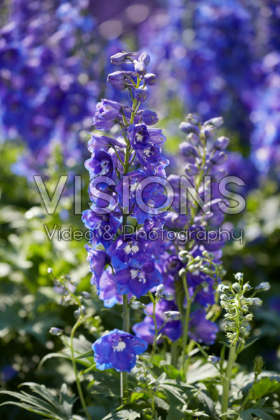 Delphinium cultorum F1 Delphinity Blue