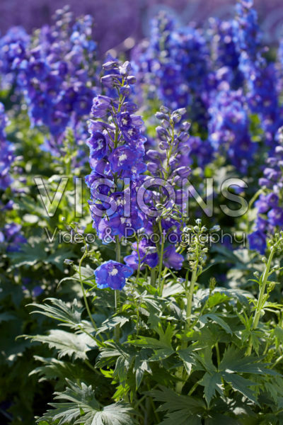 Delphinium Delphinity Blue Delphinium Delphinity Blue