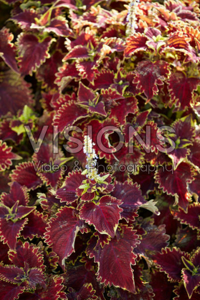 Coleus Coleus