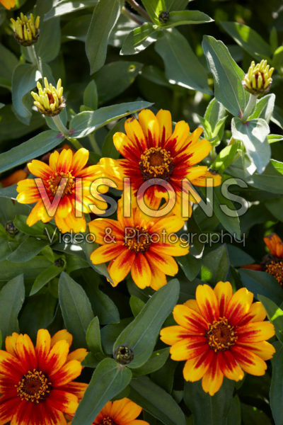 Zinnia Zahara Sunburst Zinnia Zahara Sunburst