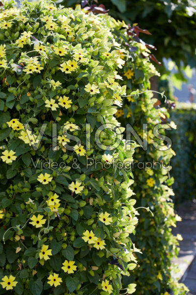 Thunbergia SunEyes Lemon Star Thunbergia SunEyes Lemon Star