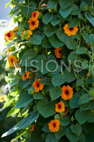 Thunbergia SunEyes Orange Beauty