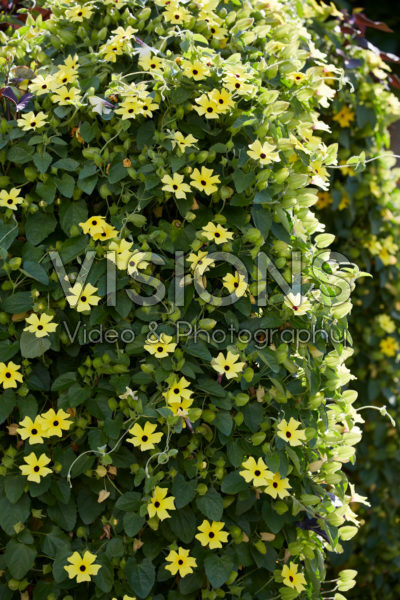 Thunbergia SunEyes Lemon Star Thunbergia SunEyes Lemon Star