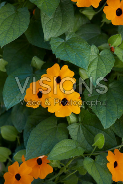 Thunbergia SunEyes Orange Beauty