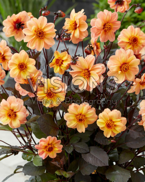 Dahlia Dahlightful Georgia Peach