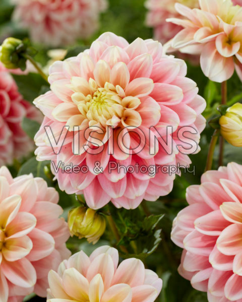 Dahlia Giovanna Dahlia Giovanna