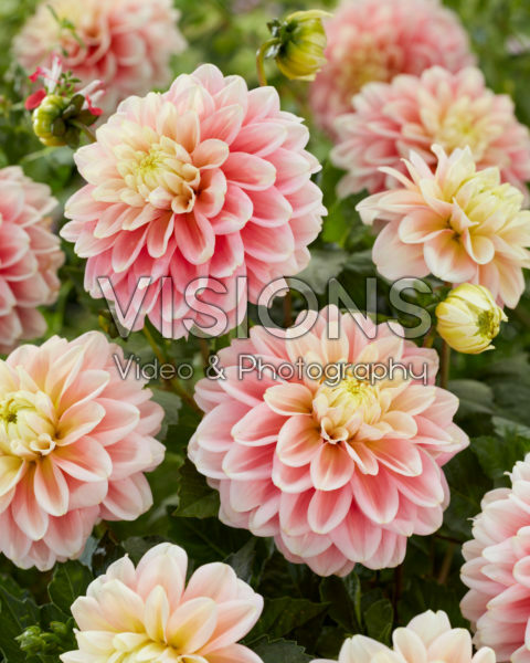 Dahlia Giovanna Dahlia Giovanna