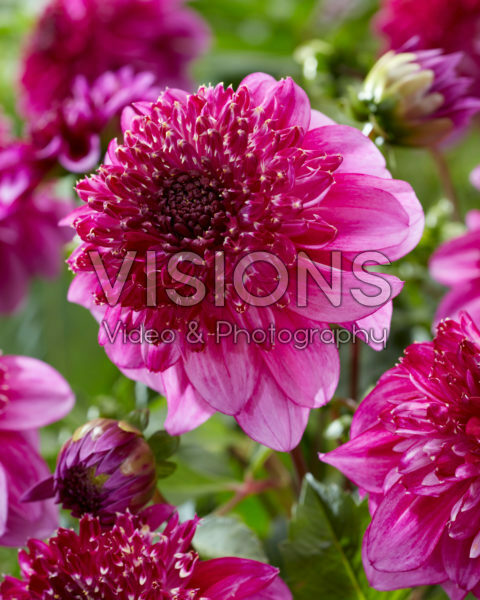 Dahlia Richards Fortune Dahlia Richards Fortune