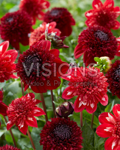 Dahlia PK 44, PK 70 Dahlia PK 44, PK 70