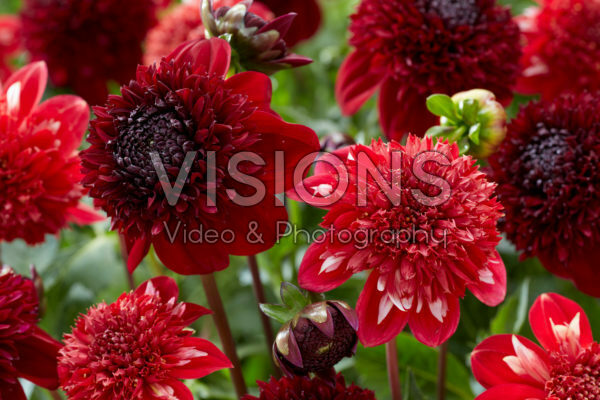 Dahlia PK 44, PK 70 Dahlia PK 44, PK 70