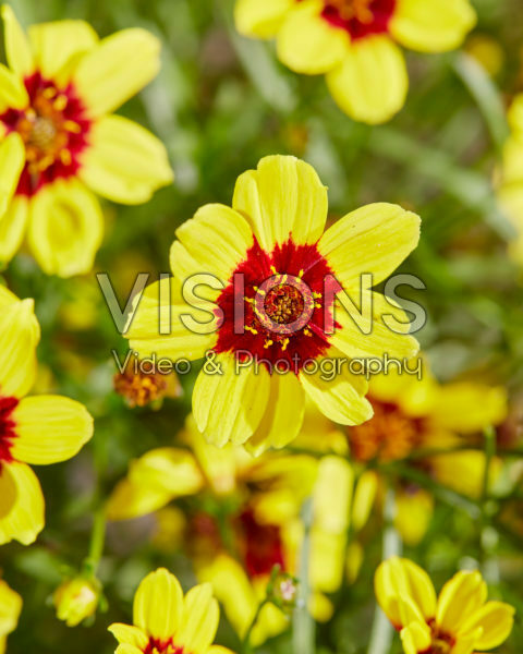 Coreopsis verticillata Sizzle & Spice® Sassy Saffron Coreopsis verticillata Sizzle & Spice® Sassy Saffron