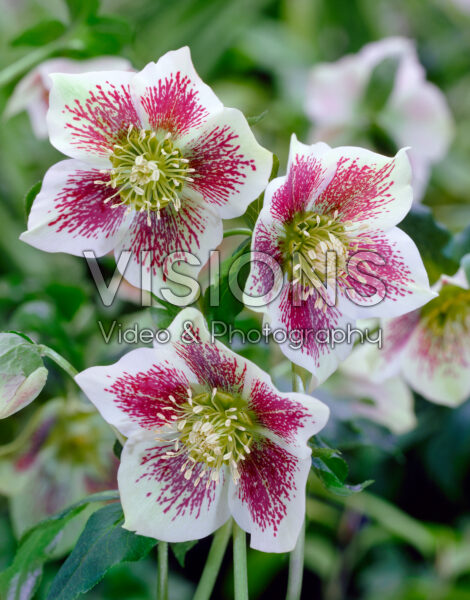 Helleborus White Spotted Lady