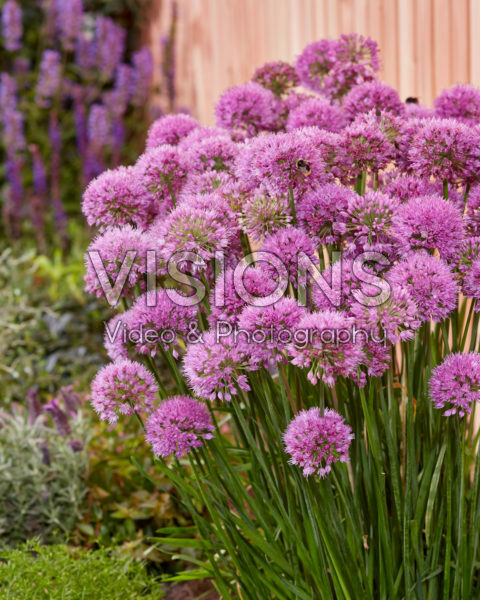 Allium Serendipity Allium Serendipity