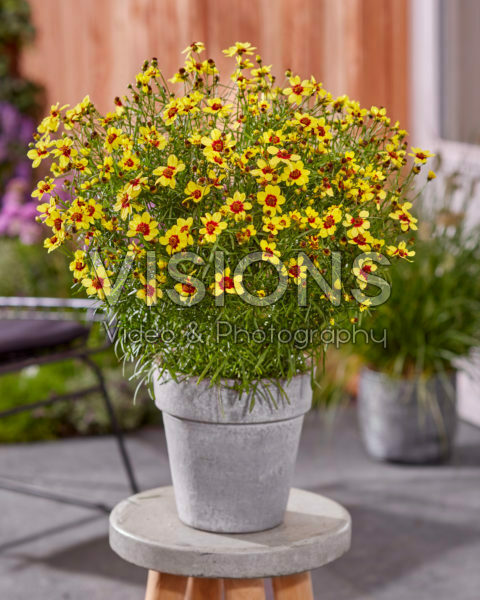 Coreopsis verticillata Sizzle & Spice® Sassy Saffron Coreopsis verticillata Sizzle & Spice® Sassy Saffron