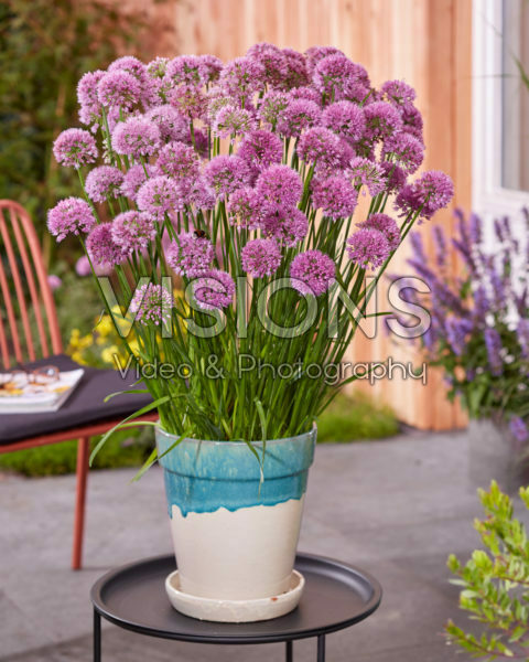 Allium Serendipity Allium Serendipity