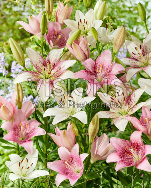 Lilium mixed Lilium mixed