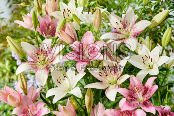 Lilium gemengd Lilium gemengd