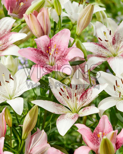Lilium gemengd Lilium gemengd