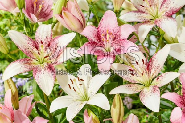 Lilium gemengd Lilium gemengd