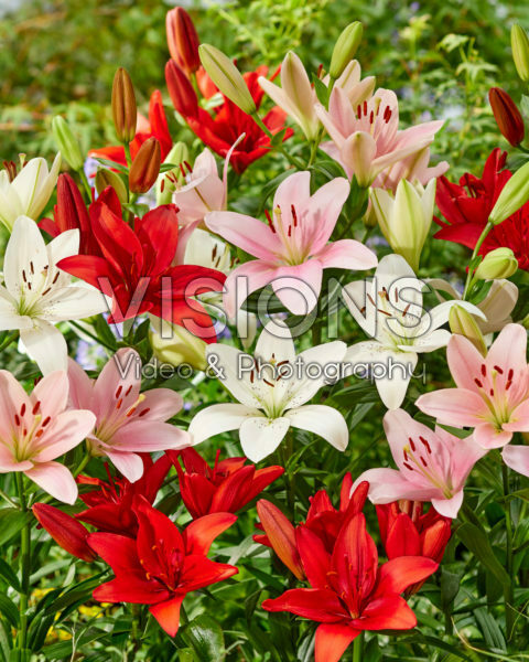 Lilium mixed Lilium mixed