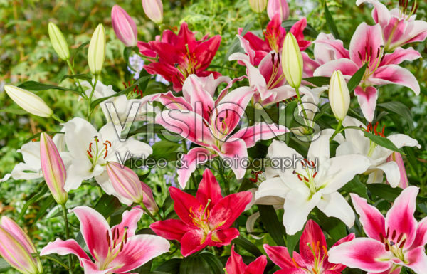Lilium oriental mix Lilium oriental mix