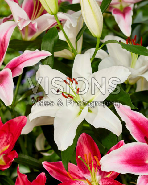 Lilium oriental mix