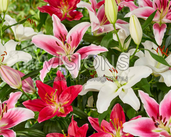 Lilium oriental mix Lilium oriental mix