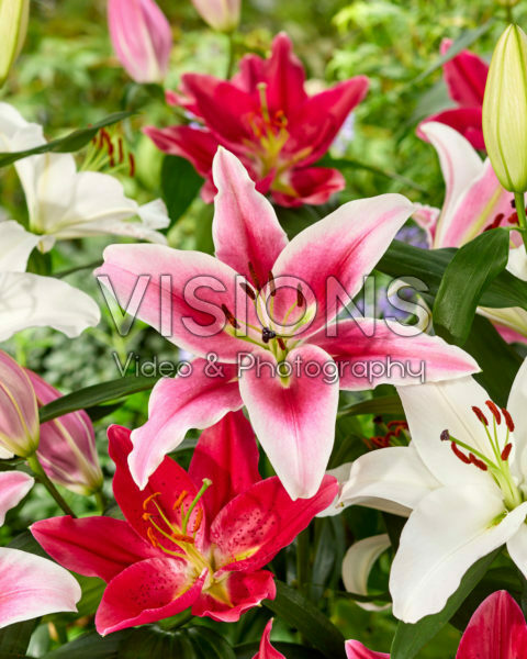 Lilium oriental mix Lilium oriental mix