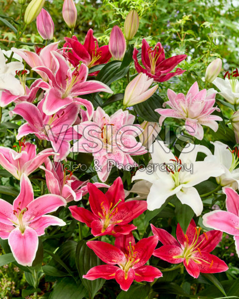Lilium oriental mix Lilium oriental mix