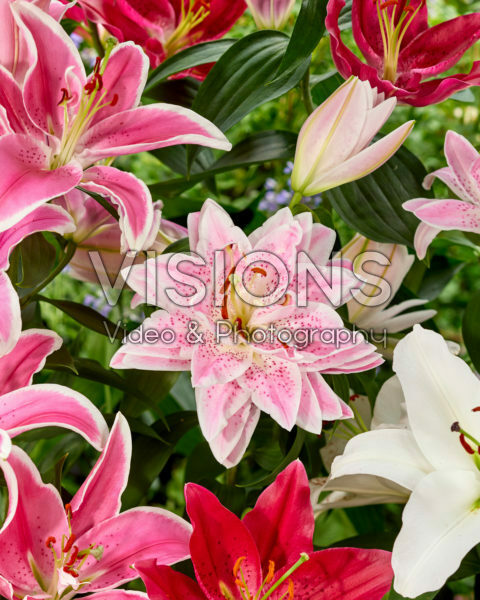 Lilium oriental mix Lilium oriental mix