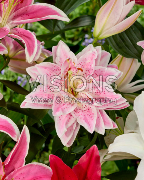 Lilium oriental mix Lilium oriental mix