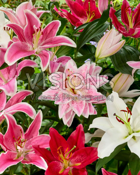 Lilium oriental mix