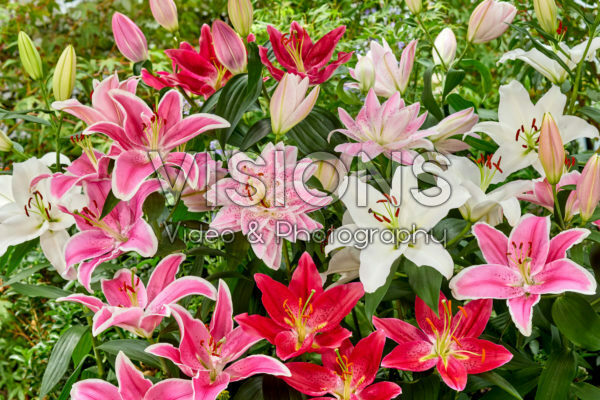 Lilium oriental mix Lilium oriental mix