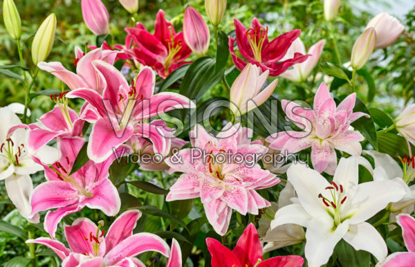 Lilium oriental mix Lilium oriental mix