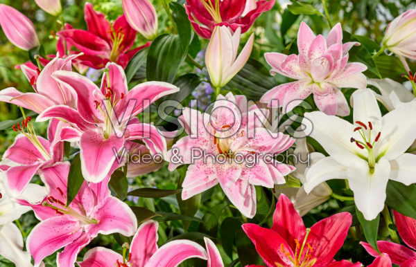 Lilium oriental mix Lilium oriental mix
