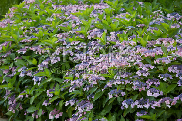 Hydrangea macrophylla Mariesii Lilacina Hydrangea macrophylla Mariesii Lilacina